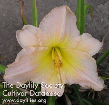 Daylily Queen's Quest